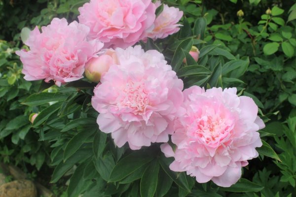 Пион Мэдилон