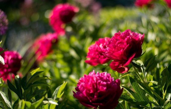 Пион (ботан.)