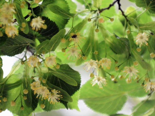 Липа весной