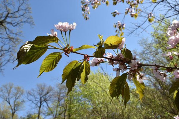 Липа весной