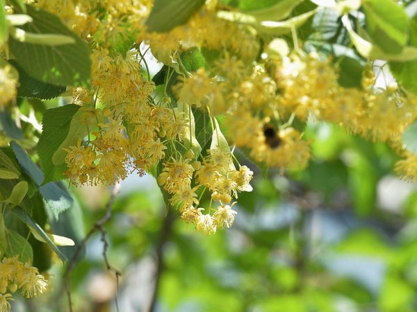 Липа сердцевидная