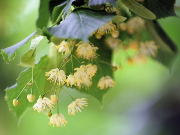 Липа мелколистная лист