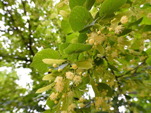Липа мелколистная весной