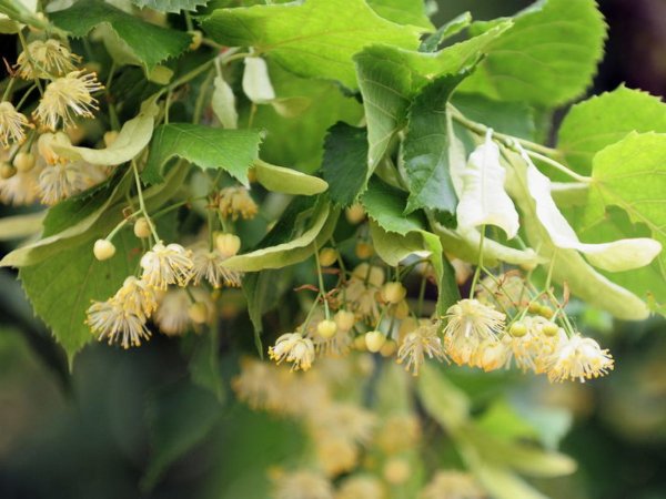 Липа мелколистная цветение