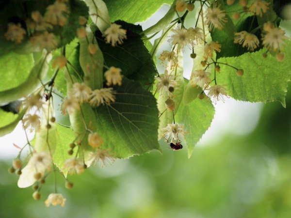 Липа мелколистная лист