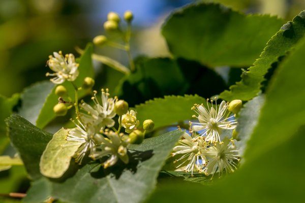Липа сердцевидная