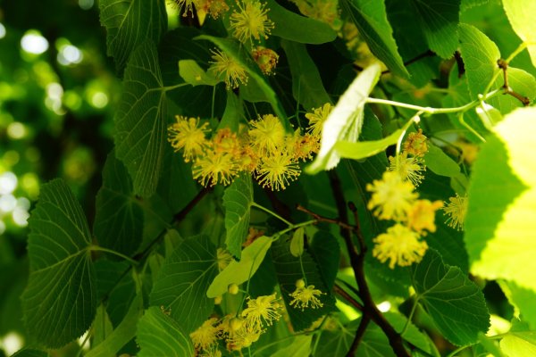 Липа мелколистная цветение