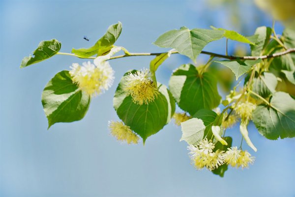 Липа крупнолистная Весна