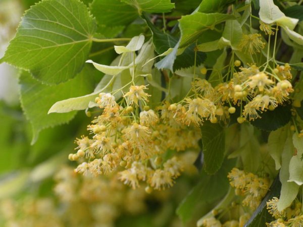 Липа мелколистная цветение