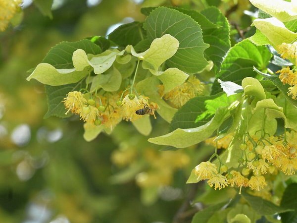 Липа мелколистная сердцевидная