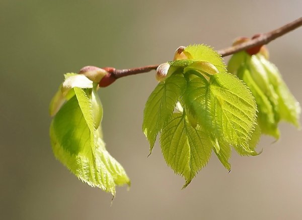 Распускание липы