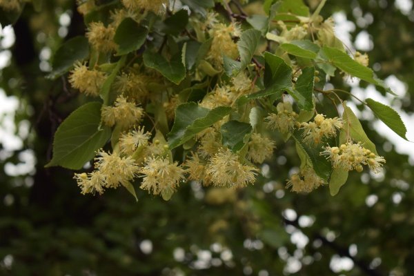 Липа Амурская Цветущая
