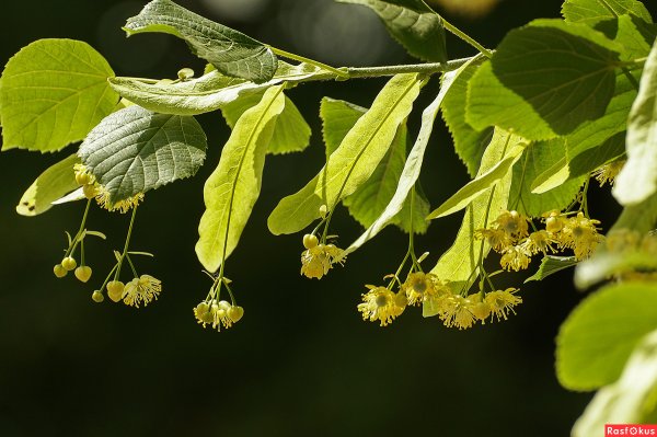 Липа мелколистная ветка