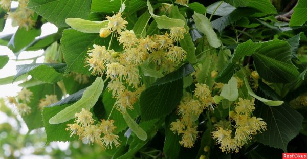 Липа цветет весной