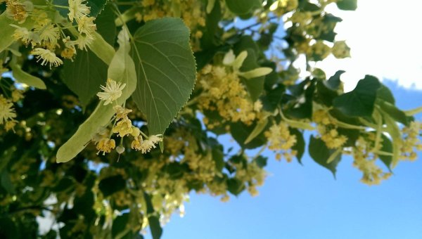 Липа мелколистная цветение