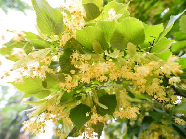 Липа разнолистная