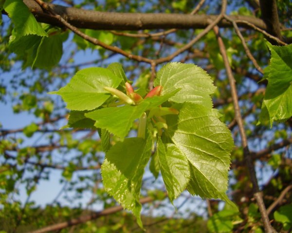 Липа Максимовича