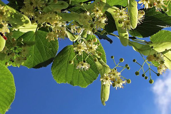 Липа дерево в цвету