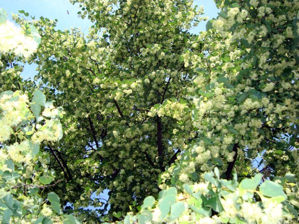 Липа дерево в цвету