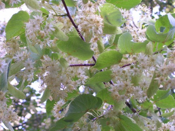 Липа дерево цветение