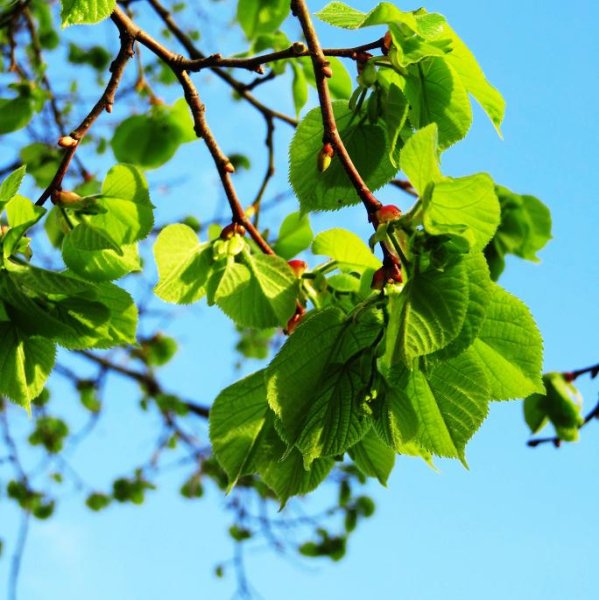 Липа сердцевидная