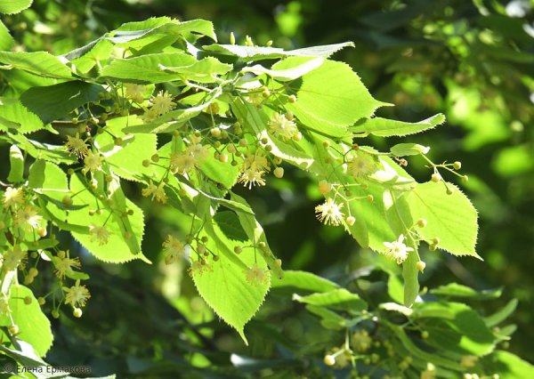 Липа Полевая