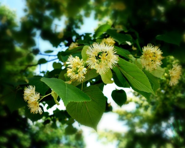 Липа сердцевидная