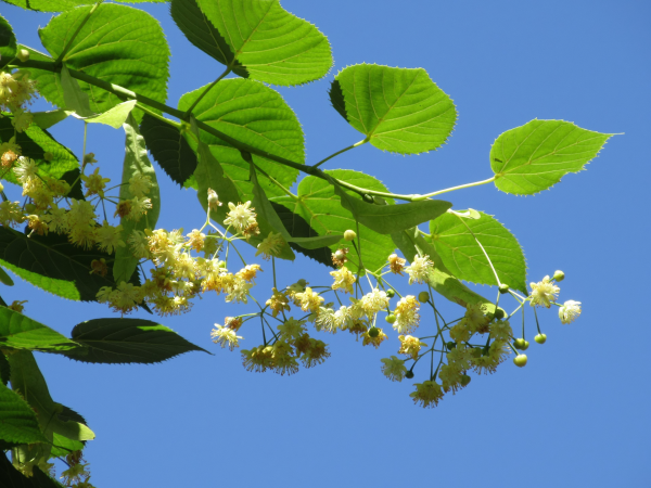 Липа сердцевидная