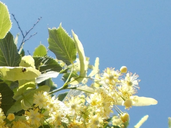 Липа Дальневосточная