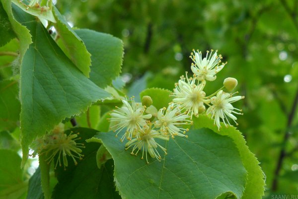 Липа крупнолистная цветение