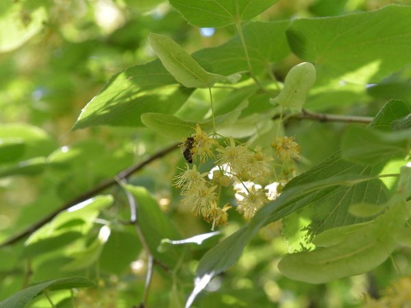 Липа разнолистная