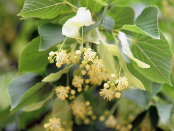 Липа сердцевидная