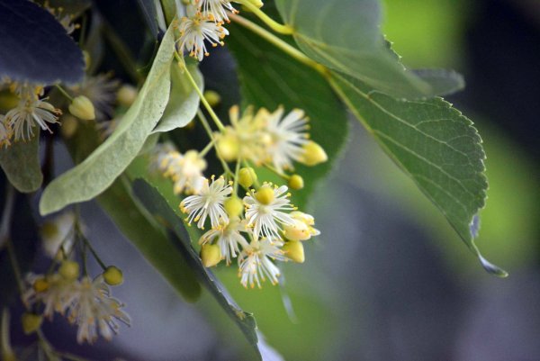 Липа мелколистная цветет