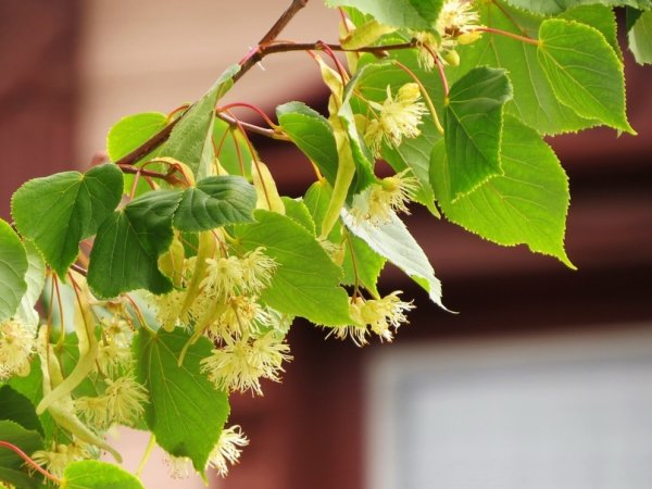 Липа дерево цветение