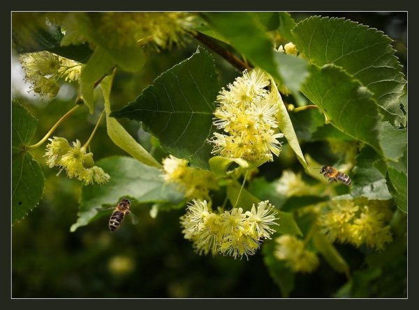 Липа мелколистная цветение