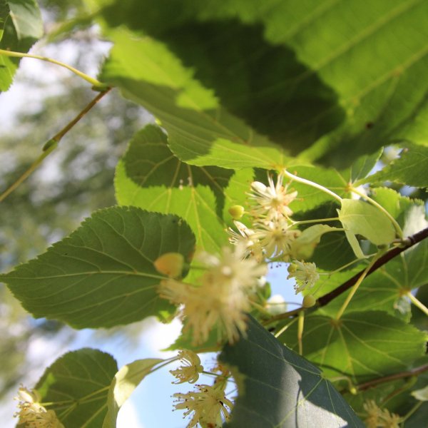 Липа крупнолистная цветение