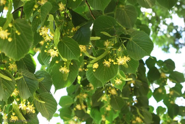 Липа мелколистная эвангелик