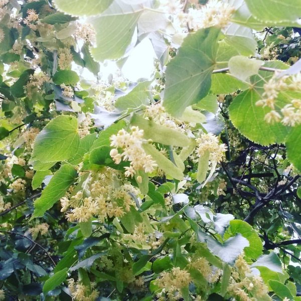 Липа Максимовича (Tilia maximowicziana).