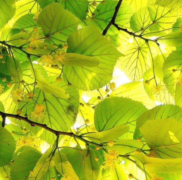 Липа мелколистная осенью