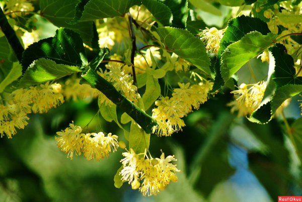 Липа крупнолистная цветы