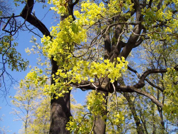 Дуб черешчатый цветение