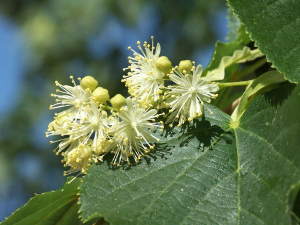 Липа мелколистная цветение