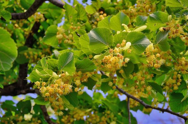 Липа корейская