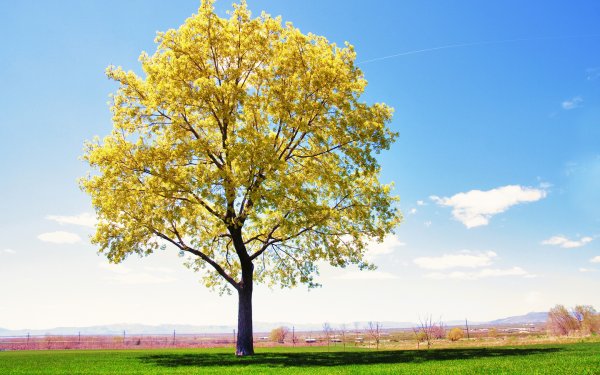 Весеннее дерево