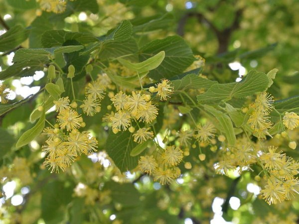 Липа мелколистная цветение