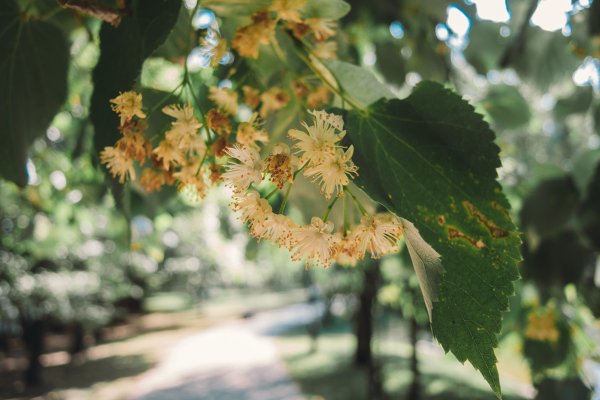 Цветущая липа дерево ветка