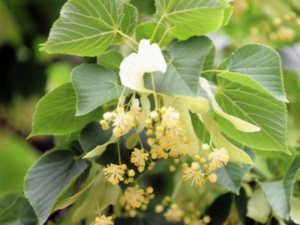 Липа мелколистная Tilia cordata
