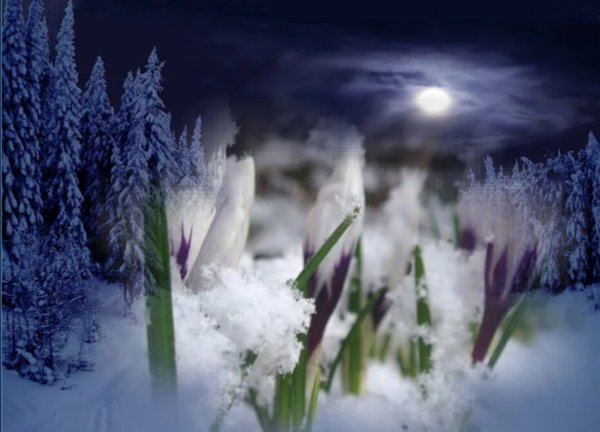 Цветы зимой