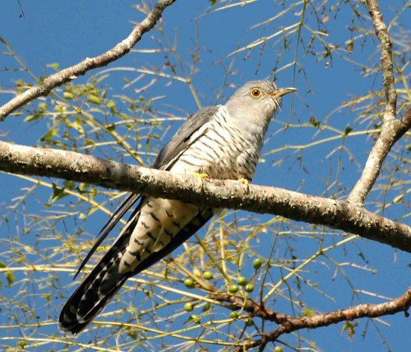 Cuculus saturatus