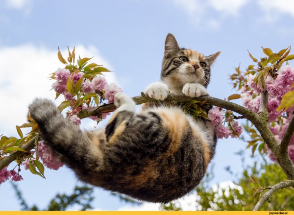 Март животное